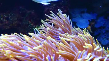 Deniz akvaryumundaki büyük deniz şakayıklarının dokunaçları, balık ve anemonların ortak yaşamı.