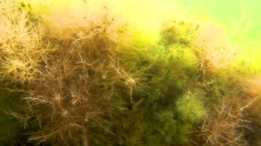 Yeşil ve Kırmızı algler (Enteromorpha? Cladophora, Seramium, Polysiphonia) Karadeniz kıyısındaki Tiligul Estuary kıyısında sığ bir taş üzerinde