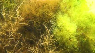 Yeşil ve Kırmızı algler (Enteromorpha? Cladophora, Seramium, Polysiphonia) Karadeniz kıyısındaki Tiligul Estuary kıyısında sığ bir taş üzerinde