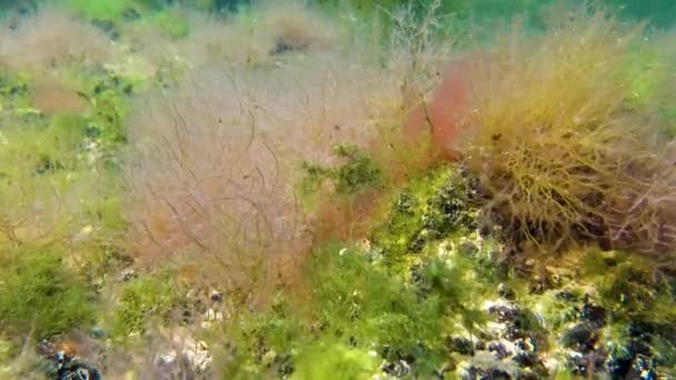 ティリグル河口 黒海の海岸近くの浅い石の上に赤い藻類セラミウム ポリシフォニア — ストック動画