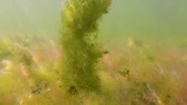 Green Filamentous Algae Chaetomorpha Linum Others Bottom Tiligul Estuary Black — Stock Video