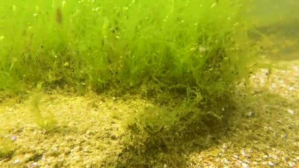 Alge Verzi Enteromorpha Intestinalis Alte Alge Stâncă Superficială Lângă Țărm — Videoclip de stoc