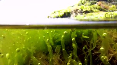 Yeşil algler (Enteromorpha intestinalis) ve diğerleri Karadeniz 'deki Tiligul Estuary' de kıyıya yakın bir kaya yüzeyindeki yosunlar.