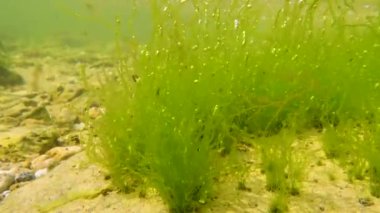 Yeşil algler (Enteromorpha intestinalis) ve diğerleri Karadeniz 'deki Tiligul Estuary' de kıyıya yakın bir kaya yüzeyindeki yosunlar.