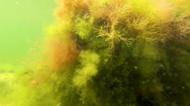 Rode Algen Ceramium Polysifonie Groene Algen Een Steen Ondiep Nabij — Stockvideo