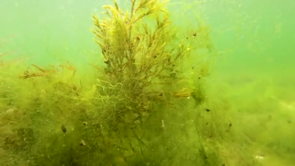 Alghe Brune Macrofite Cystoseira Barbata Altre Alghe Verdi Rosse Sul — Video Stock