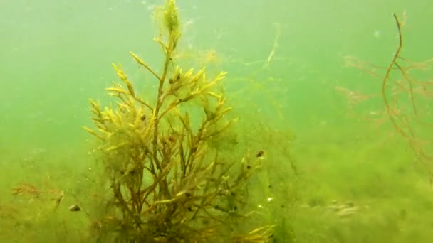 Bruine Algen Macrofyten Cystoseira Barbata Andere Groene Rode Algen Bodem — Stockvideo