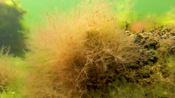 Rode Algen Ceramium Polysifonie Groene Algen Een Steen Ondiep Nabij — Stockvideo