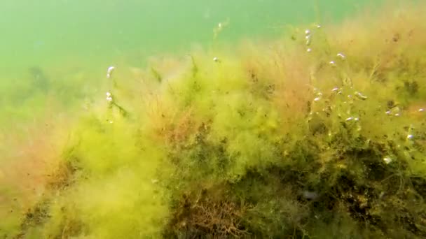 Alghe Verdi Rosse Enteromorpha Cladophora Ceramium Polysiphonia Una Pietra Poco — Video Stock