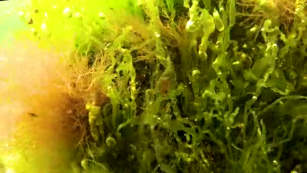 Alghe Verdi Enteromorpha Intestinalis Altre Alghe Una Roccia Poco Profonda — Video Stock
