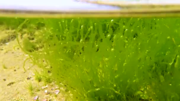 Groene Algen Enteromorpha Intestinalis Andere Algen Een Ondiepe Rots Bij — Stockvideo