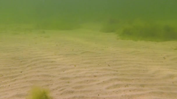 Küçük Balık Türleri Pomatoshistus Gobies Tiligul Halklarının Dibinde Karadeniz — Stok video