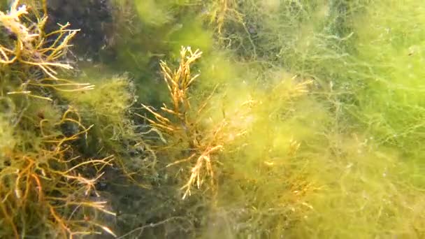 Makrofity Glonów Brunatnych Cystoseira Barbata Inne Zielone Czerwone Algi Dnie — Wideo stockowe