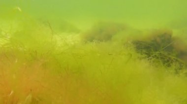 Kahverengi alg makrofilleri Cystoseira barbata ve diğer yeşil ve kırmızı algler Tiligul halklarının dibinde, Karadeniz