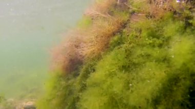 Yeşil ve Kırmızı algler (Enteromorpha? Cladophora, Seramium, Polysiphonia) Karadeniz kıyısındaki Tiligul Estuary kıyısında sığ bir taş üzerinde