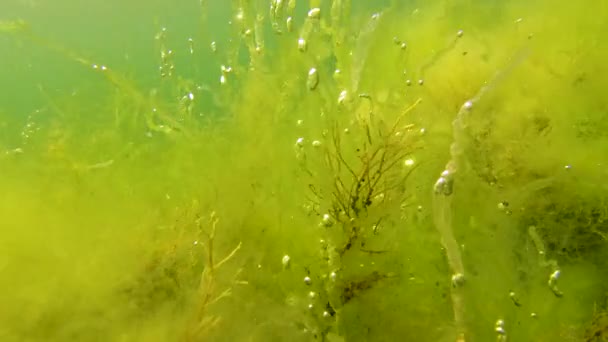 Зелені Водорості Enteromorpha Intestinalis Інші Водорості Скелястому Мілководді Поблизу Берега — стокове відео