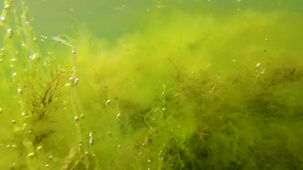 緑藻と赤藻 エンテロモルファ 黒海のティリグル河口の海岸近くの浅い石の上のCladophora Ceramium Polysiphonia — ストック動画