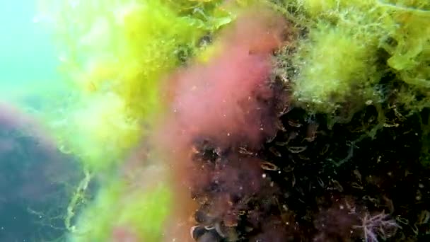 Red Algae Ceramium Polysiphonia Green Algae Stone Shallow Coast Tiligul — Stock Video