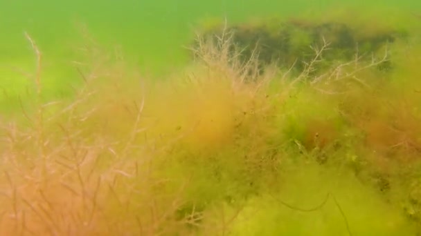緑藻と赤藻 エンテロモルファ 黒海のティリグル河口の海岸近くの浅い石の上のCladophora Ceramium Polysiphonia — ストック動画