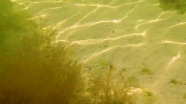 Kleine Fischart Pomatoshistus Grundeln Grund Der Tiligul Mündung Schwarzes Meer — Stockvideo