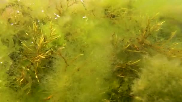 Bruine Algen Macrofyten Cystoseira Barbata Andere Groene Rode Algen Bodem — Stockvideo