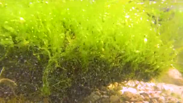 Groene Algen Enteromorpha Intestinalis Andere Algen Een Ondiepe Rots Bij — Stockvideo
