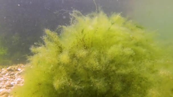 Bruine Algen Macrofyten Cystoseira Barbata Andere Groene Rode Algen Bodem — Stockvideo