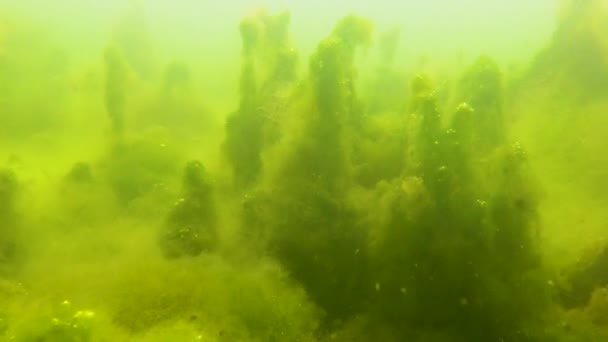 黑海Tiligul河口底部的绿丝状藻类 Chaetomorpha Linum 和其他藻类 — 图库视频影像