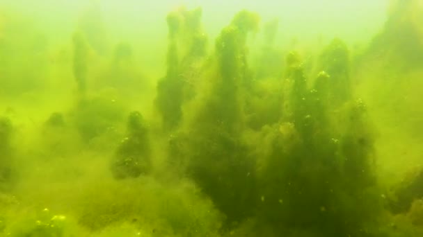 Groene Filamenteuze Algen Chaetomorpha Linum Andere Bodem Van Monding Van — Stockvideo