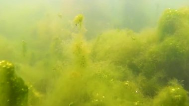 Yeşil lifli algler (Chaetomorpha linum) ve diğerleri Tiligul nehrinin dibinde, Karadeniz