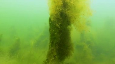 Yeşil lifli algler (Chaetomorpha linum) ve diğerleri Tiligul nehrinin dibinde, Karadeniz