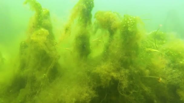 Groene Filamenteuze Algen Chaetomorpha Linum Andere Bodem Van Monding Van — Stockvideo