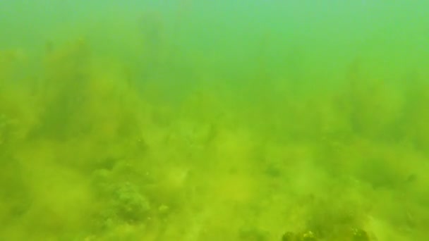 ティリグル河口黒海の底にある緑色のフィラメント状藻類 ケトモルマリン — ストック動画
