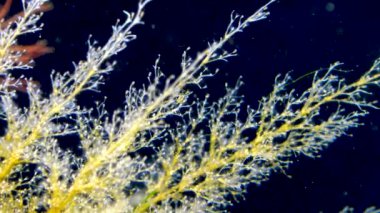 Hidroidler Obelia (Coelenterates), Karadeniz