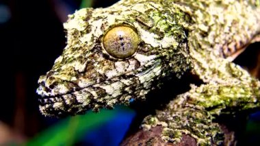 Yosunlu yaprak kuyruklu kertenkele (Uroplatus sikorae), ağaç dalında kamuflaj rengi olan kertenkele.