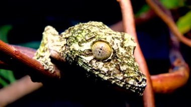 Yosunlu yaprak kuyruklu kertenkele (Uroplatus sikorae), ağaç dalında kamuflaj rengi olan kertenkele.