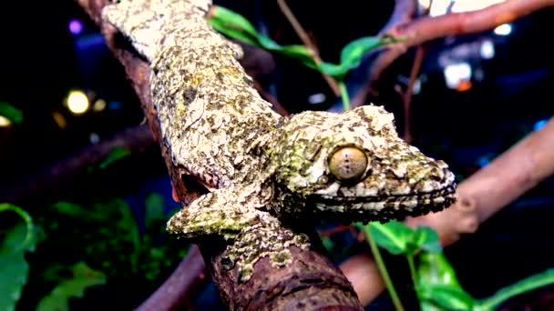 Moosblättriger Gecko Uroplatus Sikorae Eidechse Mit Tarnfarbe Auf Einem Ast — Stockvideo