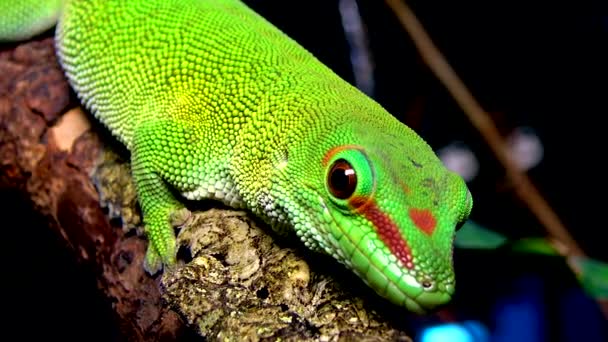 Geco Siede Ramo Albero Phelsuma Madagascariensis Una Specie Geco Diurno — Video Stock