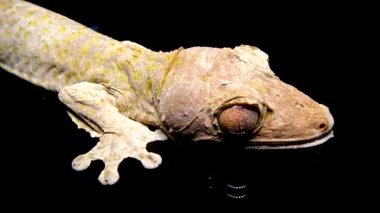 Henkel 'in yaprak kuyruklu kertenkelesi (Uroplatus henkeli), ağaç dalında kamuflaj rengi olan kertenkele.