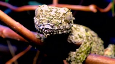 Henkel 'in yaprak kuyruklu kertenkelesi (Uroplatus henkeli), ağaç dalında kamuflaj rengi olan kertenkele.