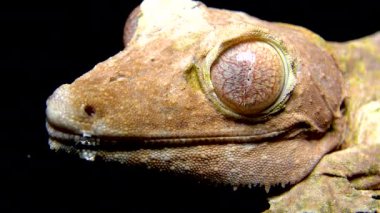 Henkel 'in yaprak kuyruklu kertenkelesi (Uroplatus henkeli), ağaç dalında kamuflaj rengi olan kertenkele.