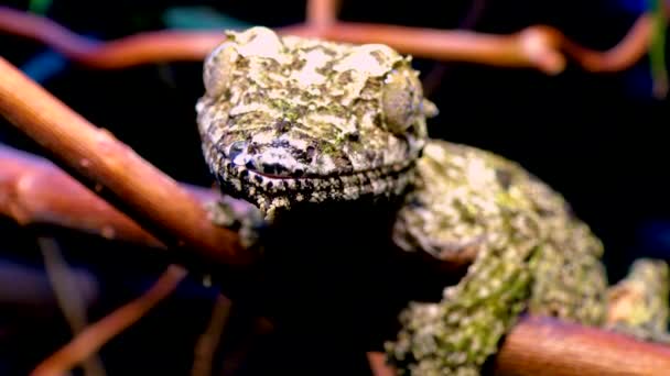 Gecko Cauda Folha Henkel Uroplatus Henkeli Lagarto Com Cor Camuflagem — Vídeo de Stock