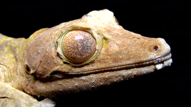 Henkel Leaf Tailed Gecko Uroplatus Henkeli Ještěrka Kamuflážní Barvou Větvi — Stock video