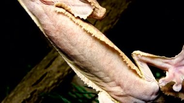 Henkel 'in yaprak kuyruklu kertenkelesi (Uroplatus henkeli), ağaç dalında kamuflaj rengi olan kertenkele.