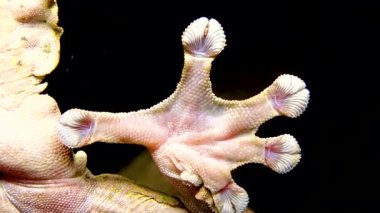 Henkel 'in yaprak kuyruklu kertenkelesi (Uroplatus henkeli), ağaç dalında kamuflaj rengi olan kertenkele.