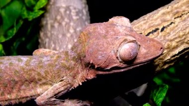 Henkel 'in yaprak kuyruklu kertenkelesi (Uroplatus henkeli), ağaç dalında kamuflaj rengi olan kertenkele.