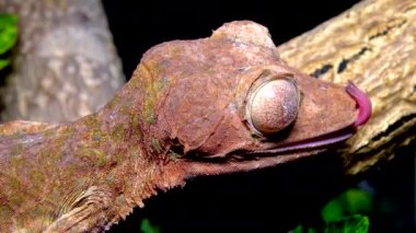 Henkel 'in yaprak kuyruklu kertenkelesi (Uroplatus henkeli), ağaç dalında kamuflaj rengi olan kertenkele.