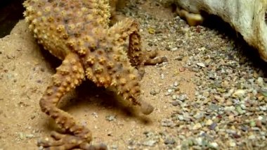 Kum üzerinde kamuflaj rengi ile kahverengi kertenkele, kaba tokmak kuyruklu gecko (Nefurus amyae)