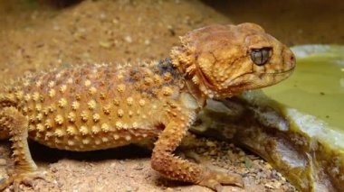 Kum üzerinde kamuflaj rengi ile kahverengi kertenkele, kaba tokmak kuyruklu gecko (Nefurus amyae)