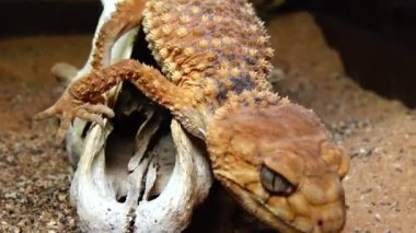 Kum üzerinde kamuflaj rengi ile kahverengi kertenkele, kaba tokmak kuyruklu gecko (Nefurus amyae)